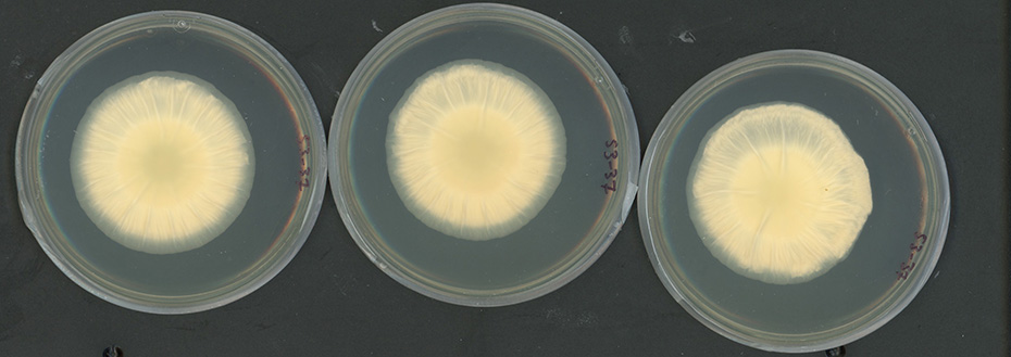 Three colonies of Coccidioides grow in clear containers on a black plate. The colonies are round and off-white with near-transparent edges and slightly darker centers.