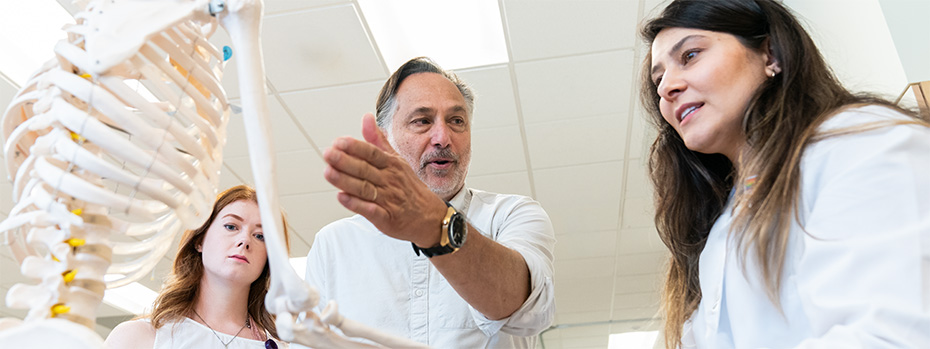 A faculty member reviews an anatomy skeleton with PA students.