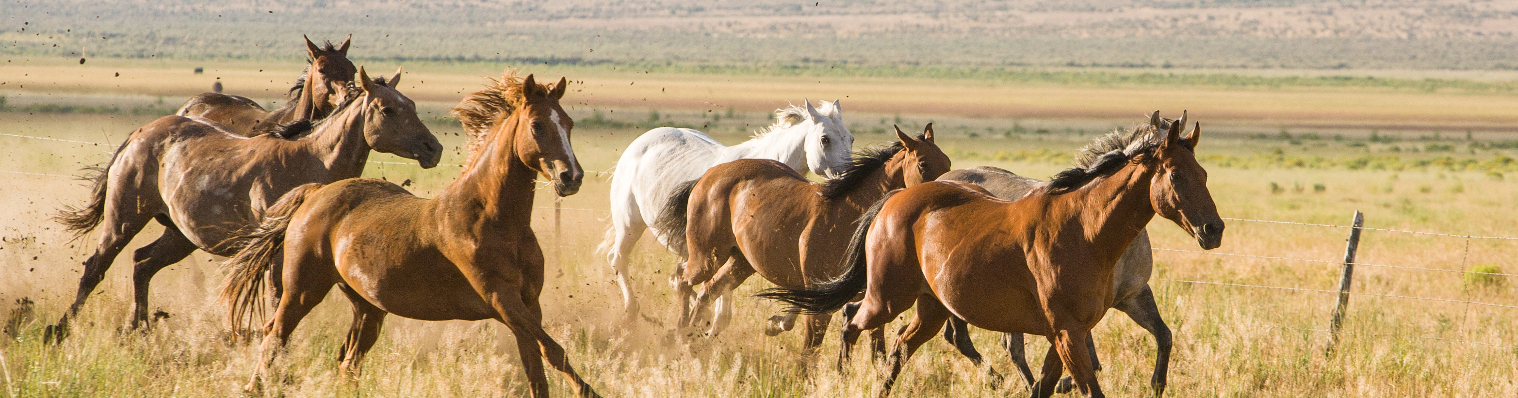 rural oregon horses