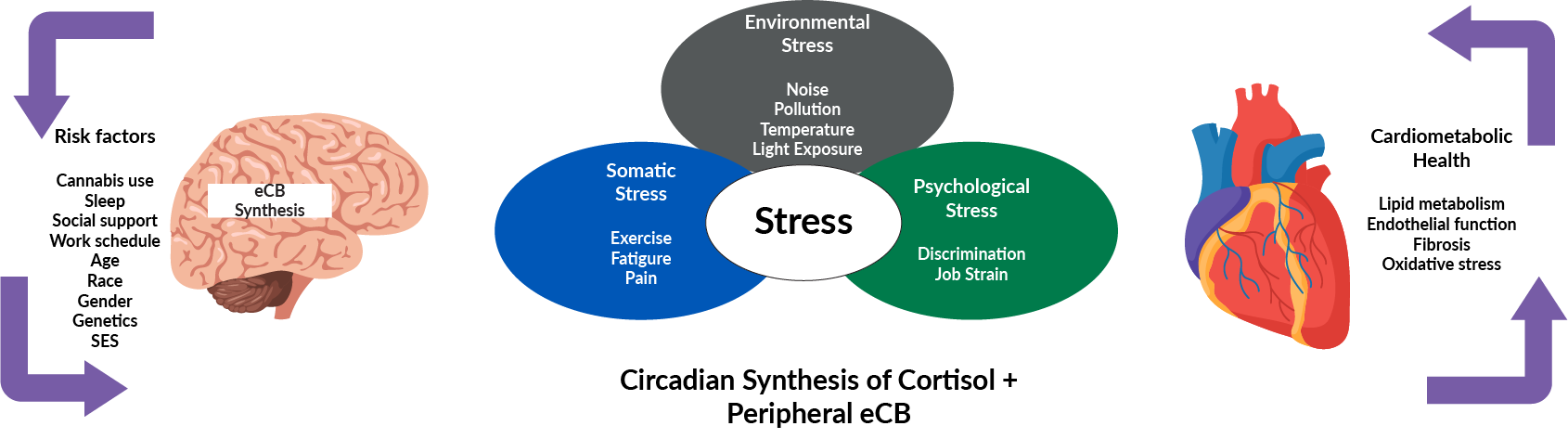 Diagram showing how different types of stress (environmental, physical, and psychological) interact with risk factors, the body's daily cortisol and endocannabinoid (eCB) production, and heart and metabolic health in a continuous cycle.