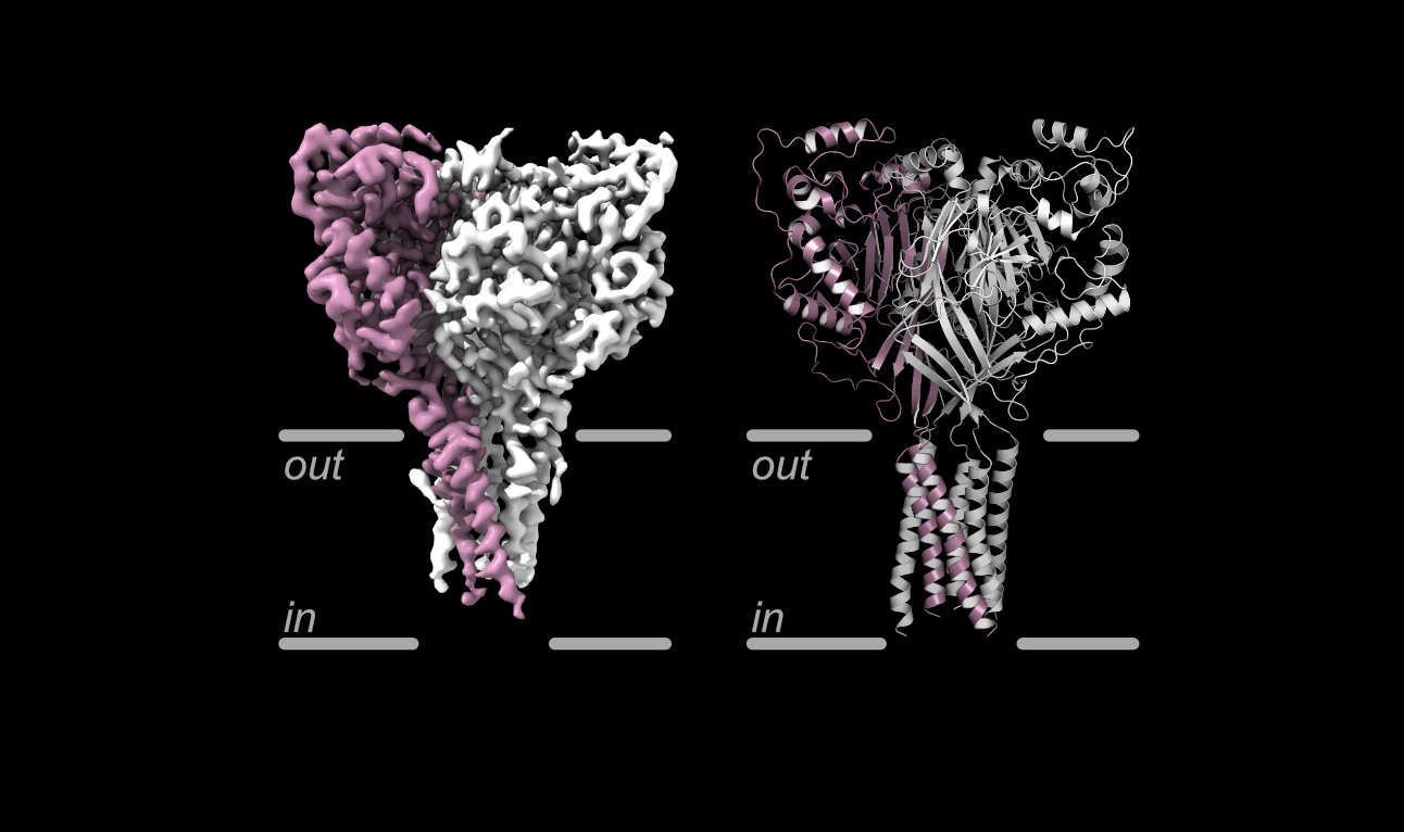 This cryo-EM structure of acid-sensing ion channel 1a, known as ASIC1a, reveals a previously unidentified conformational state. The gray lines represent the boundaries of the cell's membrane, showing how the protein sits within it, with the “out” label indicating the side facing the outside of the cell (extracellular) and “in” representing the inside (intracellular). (OHSU/Baconguis lab)