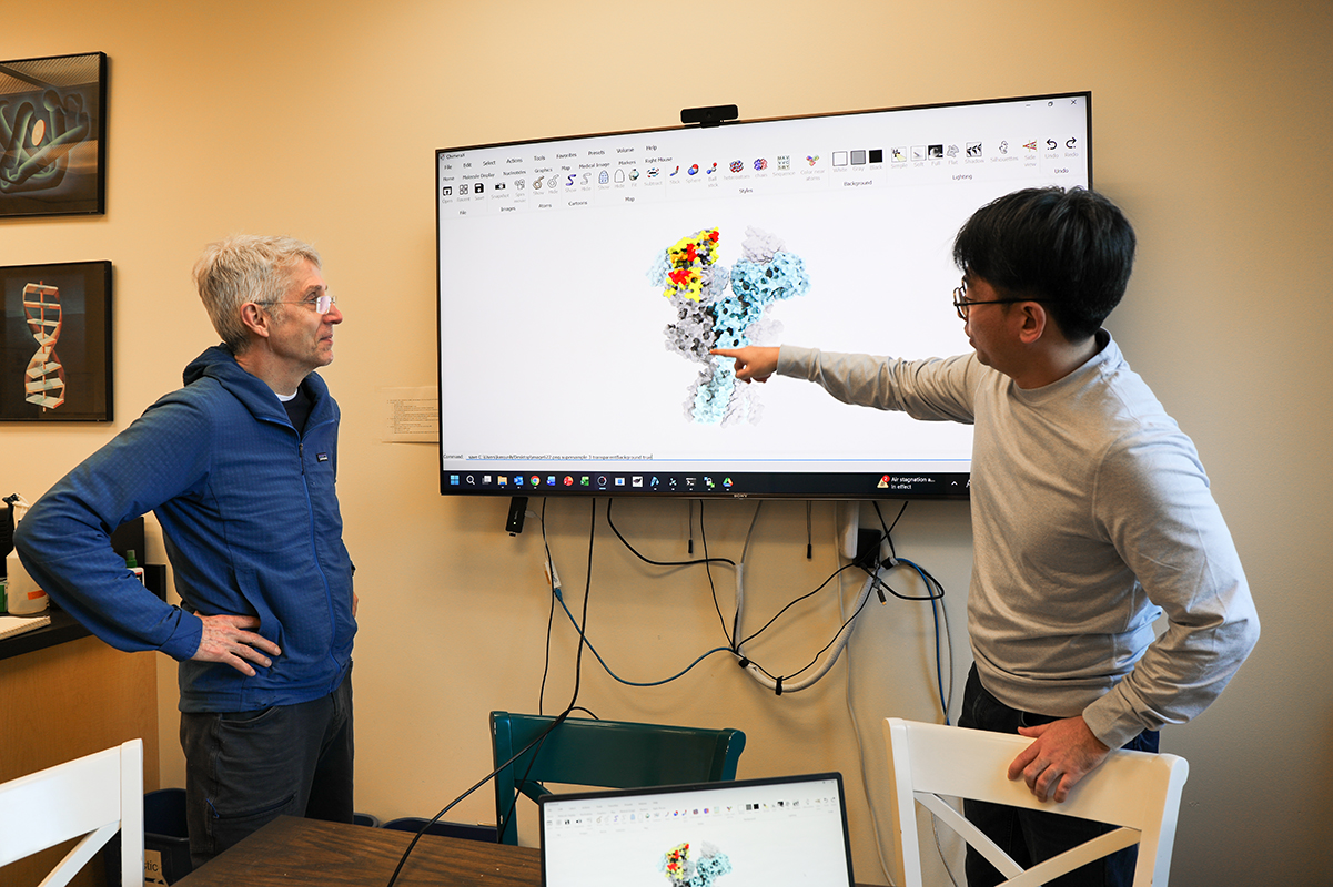 Using near-atomic imaging, OHSU researchers mapped where disease-associated autoantibodies bind to the extracellular domain of the NMDA receptor. The highlighted region — colored yellow through red, based on how frequently it is targeted — reveals small areas of the receptor recognized by autoantibodies in both mice and people with anti-NMDAR encephalitis, making it a promising target for future treatments. (OHSU/Christine Torres Hicks)