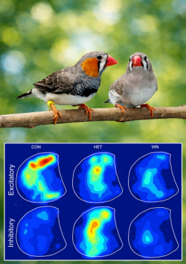 Two zebra finches on a branch above six heat-map images showing brain activity patterns, arranged by excitatory and inhibitory responses across three experimental conditions CON, HET, and WIN.
