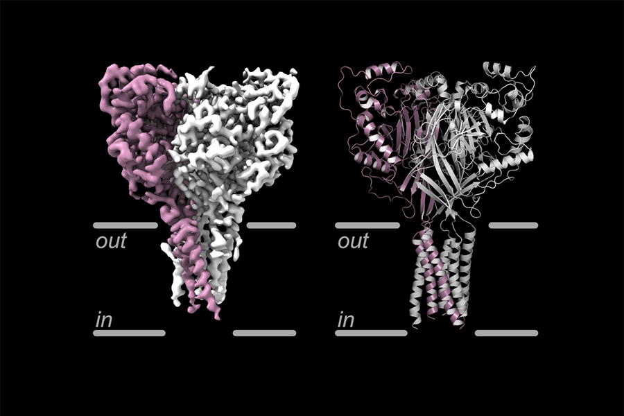 Two images show the structure of ASIC1a, a protein found in the brain.