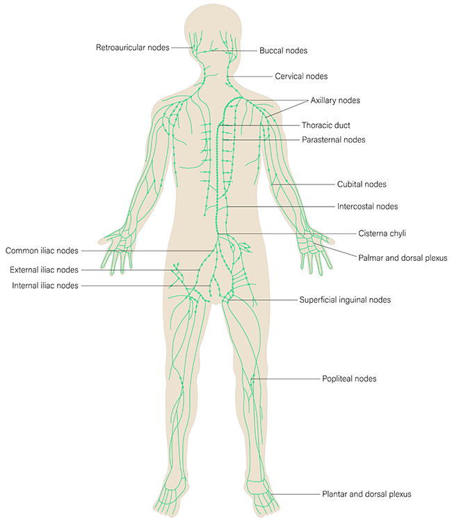 An illustration of the human body shows the lymphatic system.