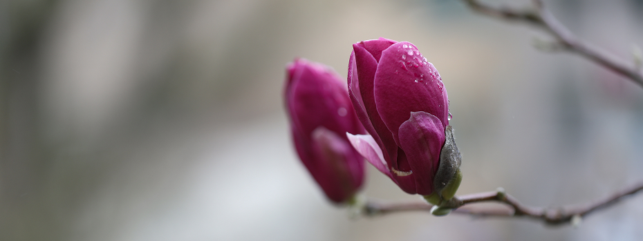 Deep pink buds dotted with dew add a burst of color to the ends of tree branches on an OHSU campus.