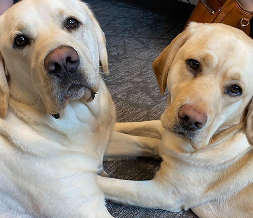 Doc, with blond fur, and Darby, with more golden fur, lie next to each other. Their chests are facing and less than a foot part, and both look into the camera.