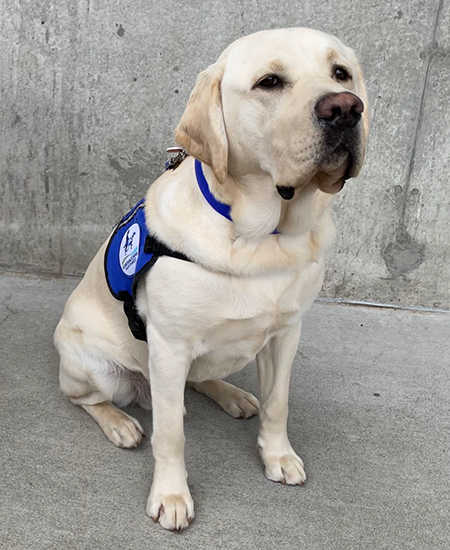 Doc, with floppy ears and kind eyes, wears a royal blue collar and vest. He sits calmly against a concrete background at OHSU.