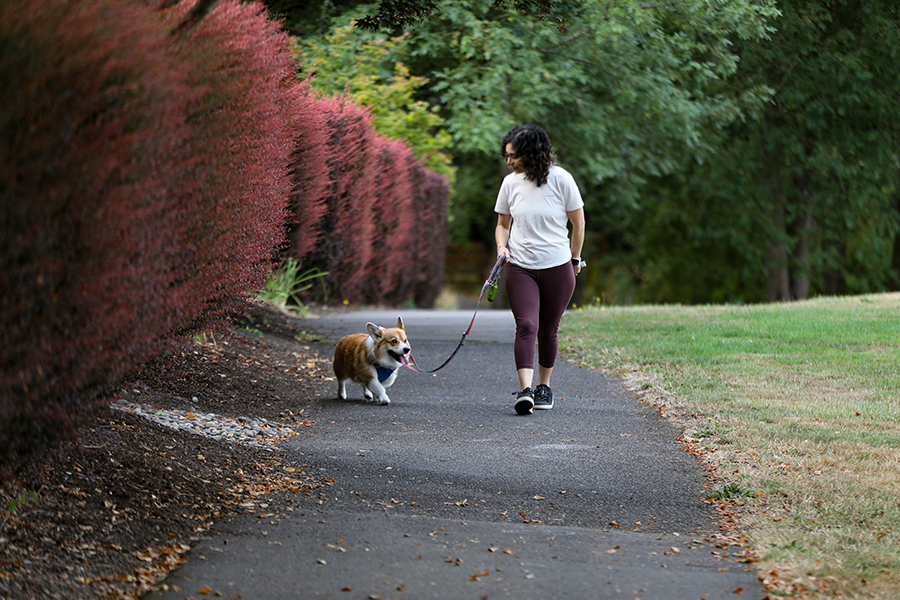 A person walks a corgi in a Portland park.