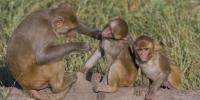 Three rhesus macaques grooming