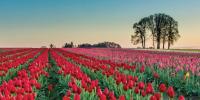 Rows of red tulips with trees in the background